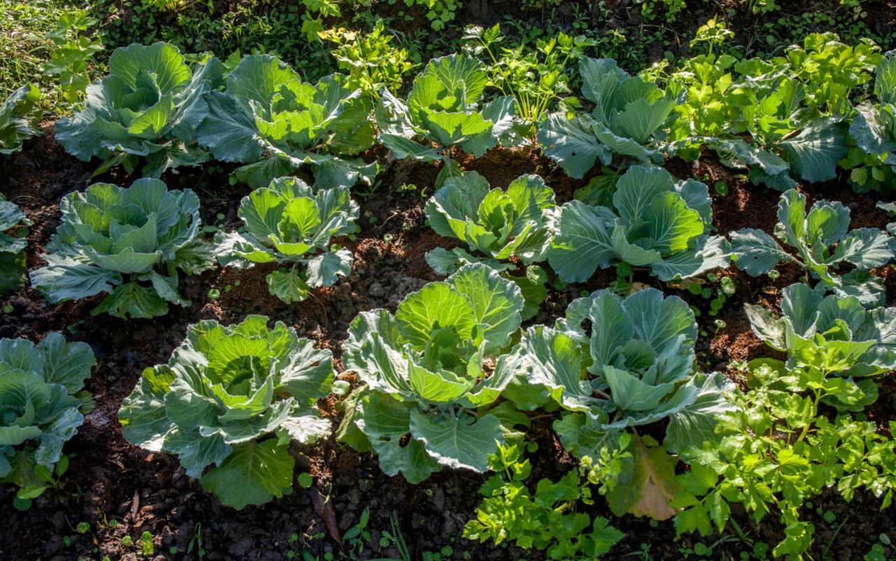 Khaokhoherbary Organicfarm&Resort Khao Kho Ngoại thất bức ảnh